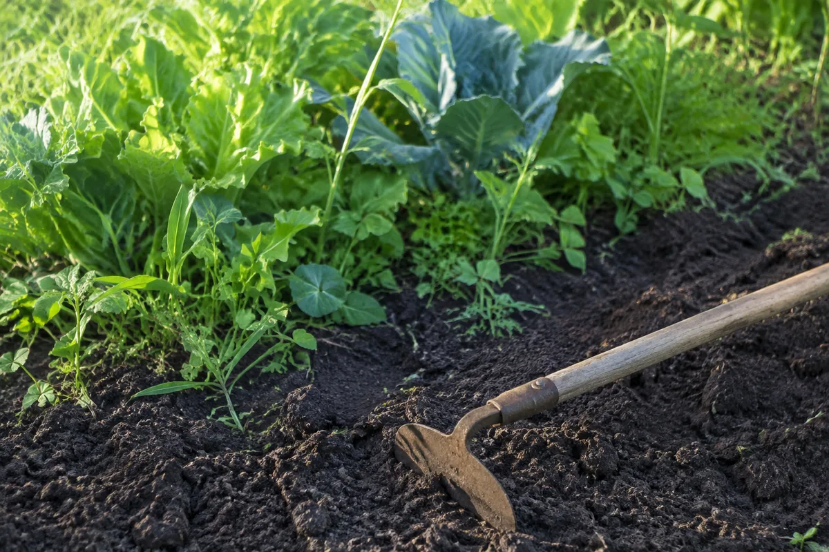 Massif de jardin envahi d’adventices avec une binette posée sur la terre travaillée